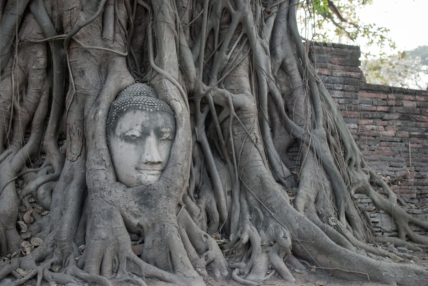 The stone head of a Buddha statue held in the roots of a tree at Ayutthaya, Thailand