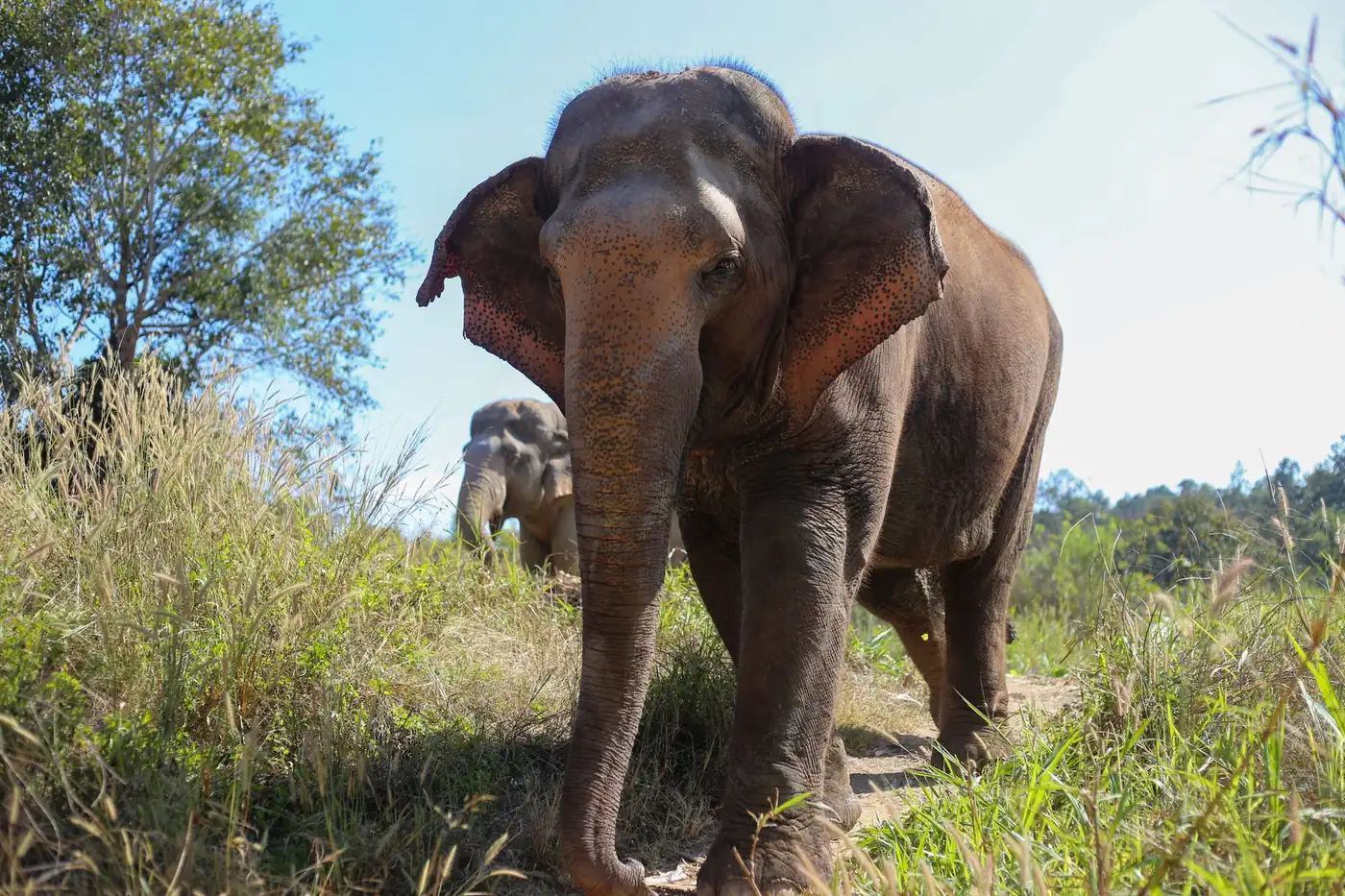 Visitors watching elephants in a forested sanctuary in northern Thailand