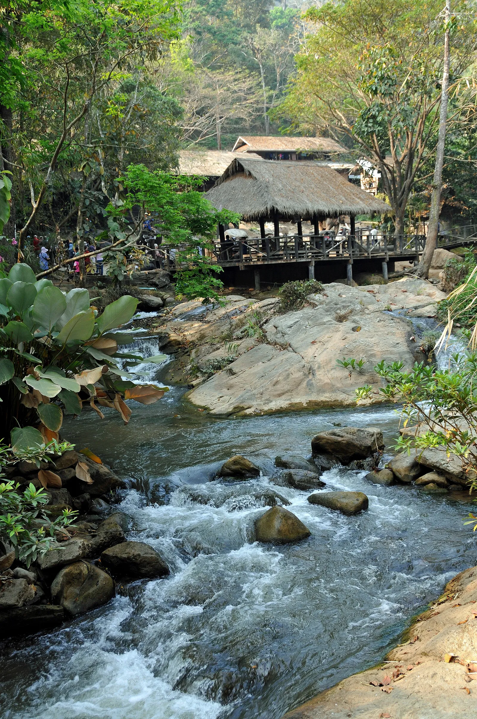 A river and forest setting at an elephant sanctuary in northern Thailand