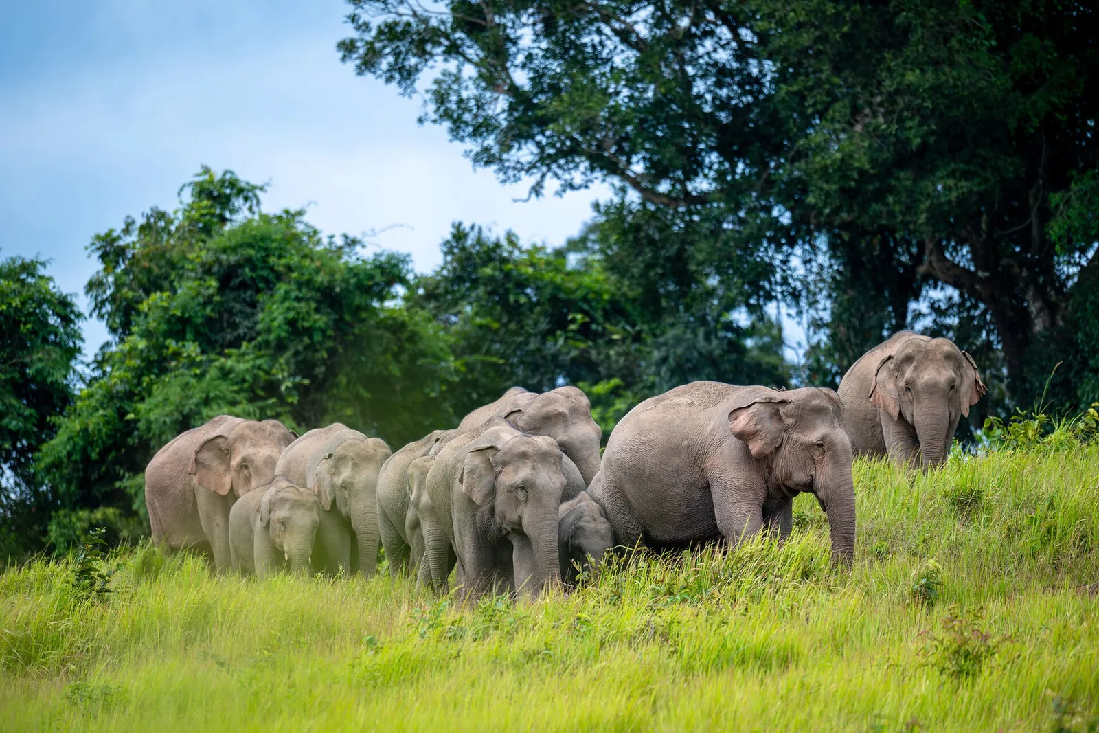 Elephants grazing in an open grassy area in Thailand