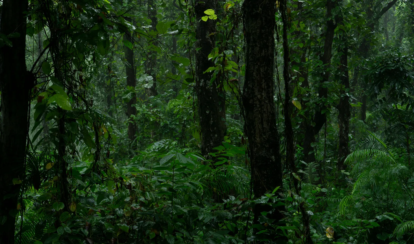 Misty rainforest canopy at Khao Yai National Park, Thailand