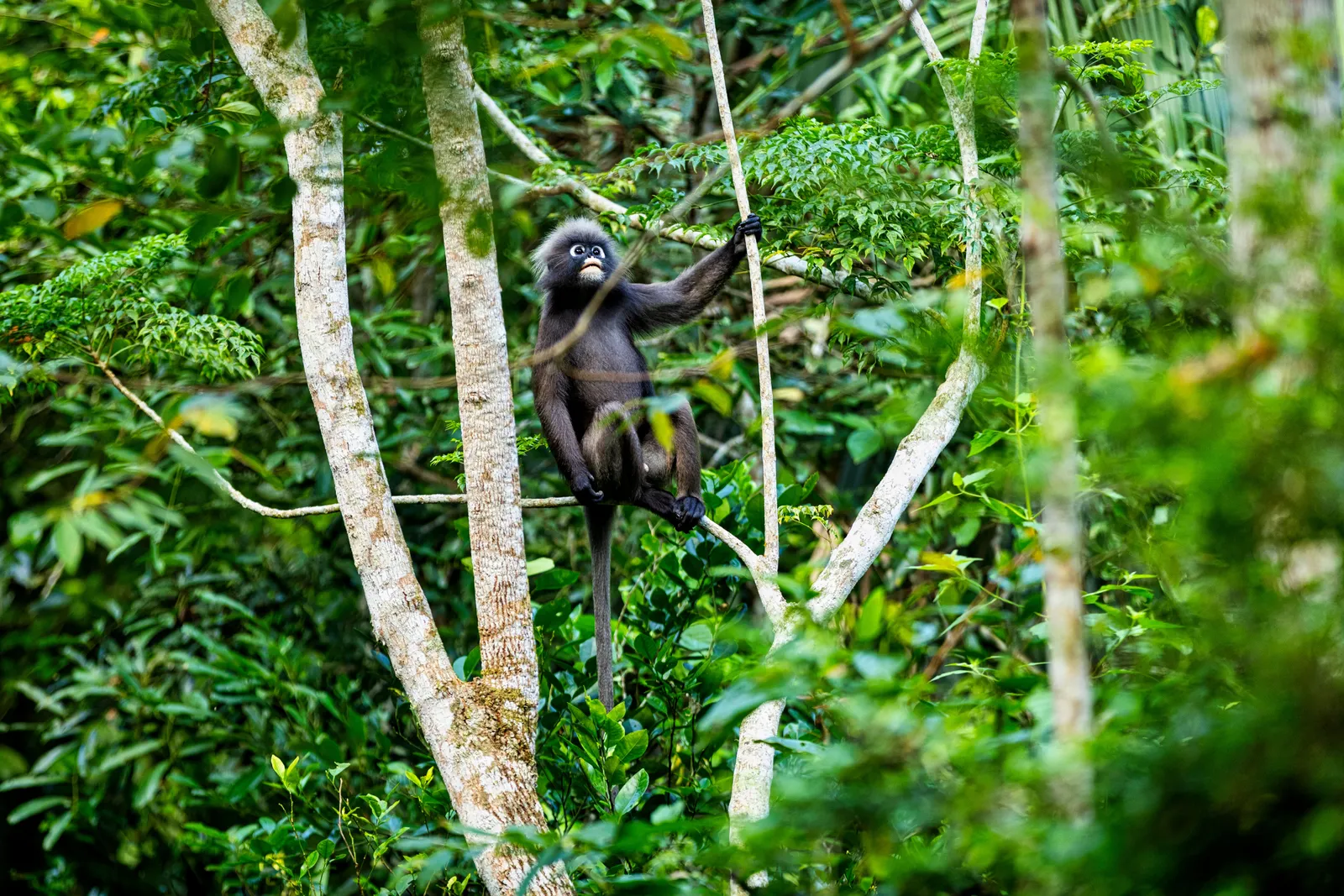 Wild gibbons in the forest canopy at Khao Yai National Park, Thailand