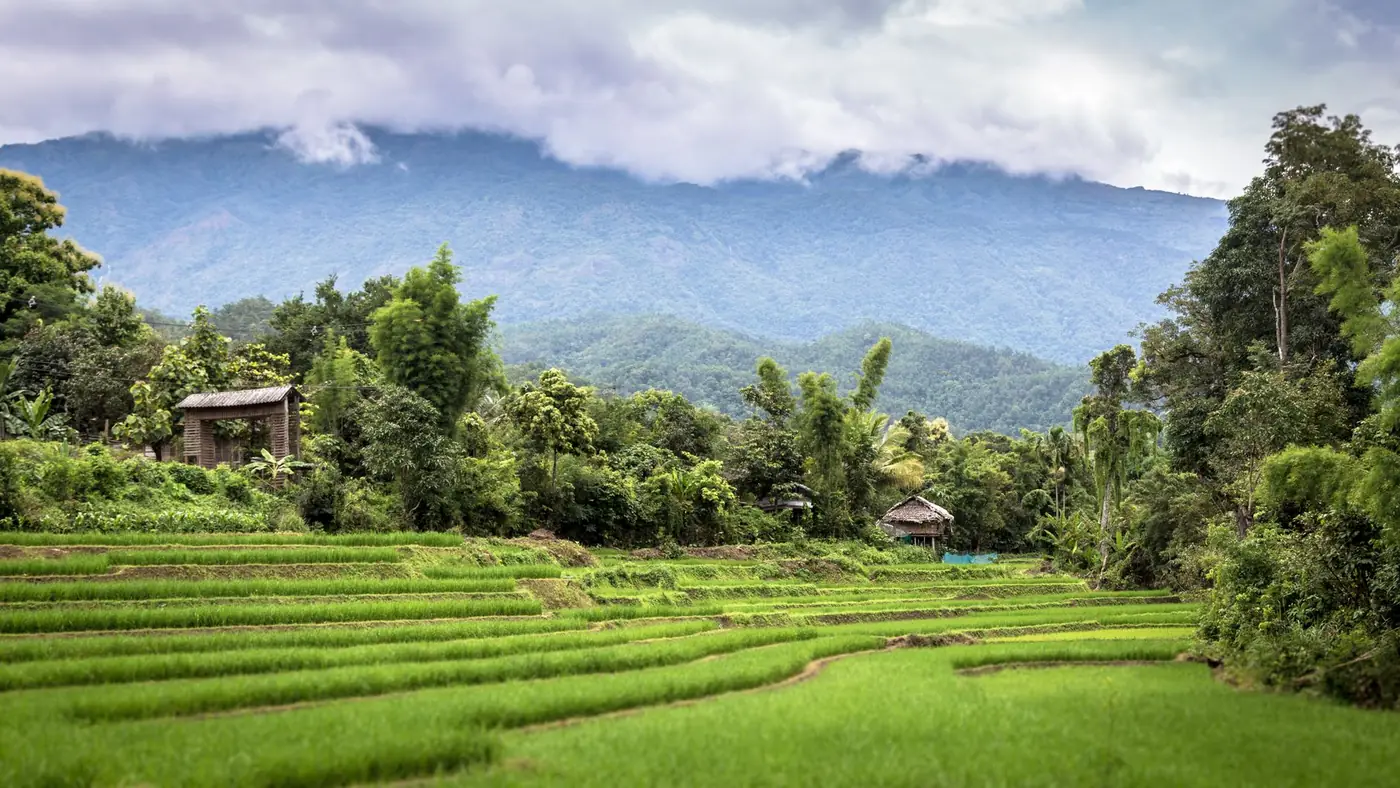A bamboo bridge crossing bright green rice fields near Pai, Thailand