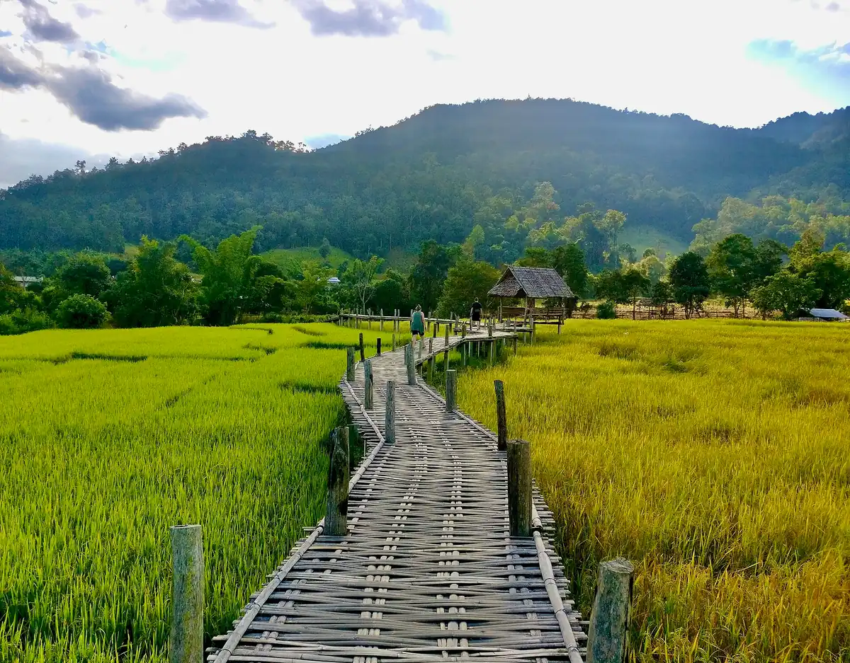 Narrow bamboo bridge crossing green rice fields toward a hut and forested hills