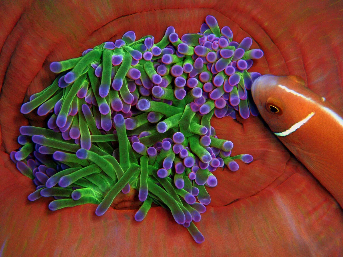 A pink anemonefish in its anemone at the Chumphon Pinnacle dive site