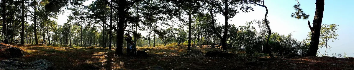 Open woodland in Phu Ruea national park in Loei