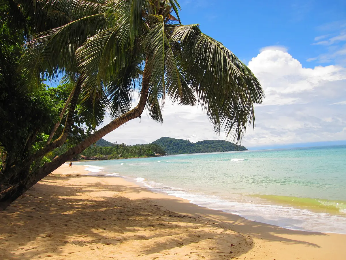 A palm leaning over the sand at Lonely Beach