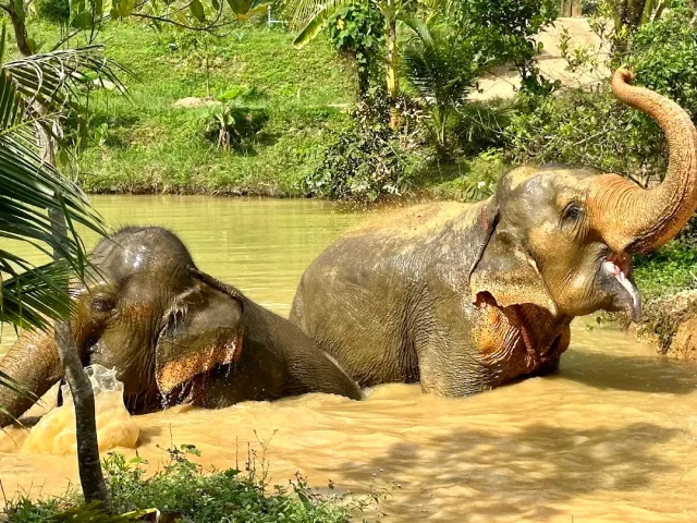 Two elephants soaking in a muddy pond, one raising its trunk