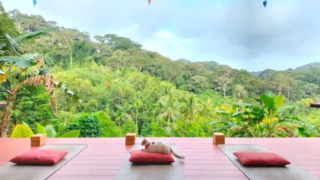 A pink wooden deck with red cushions and mats, a cat lying facing a jungle view