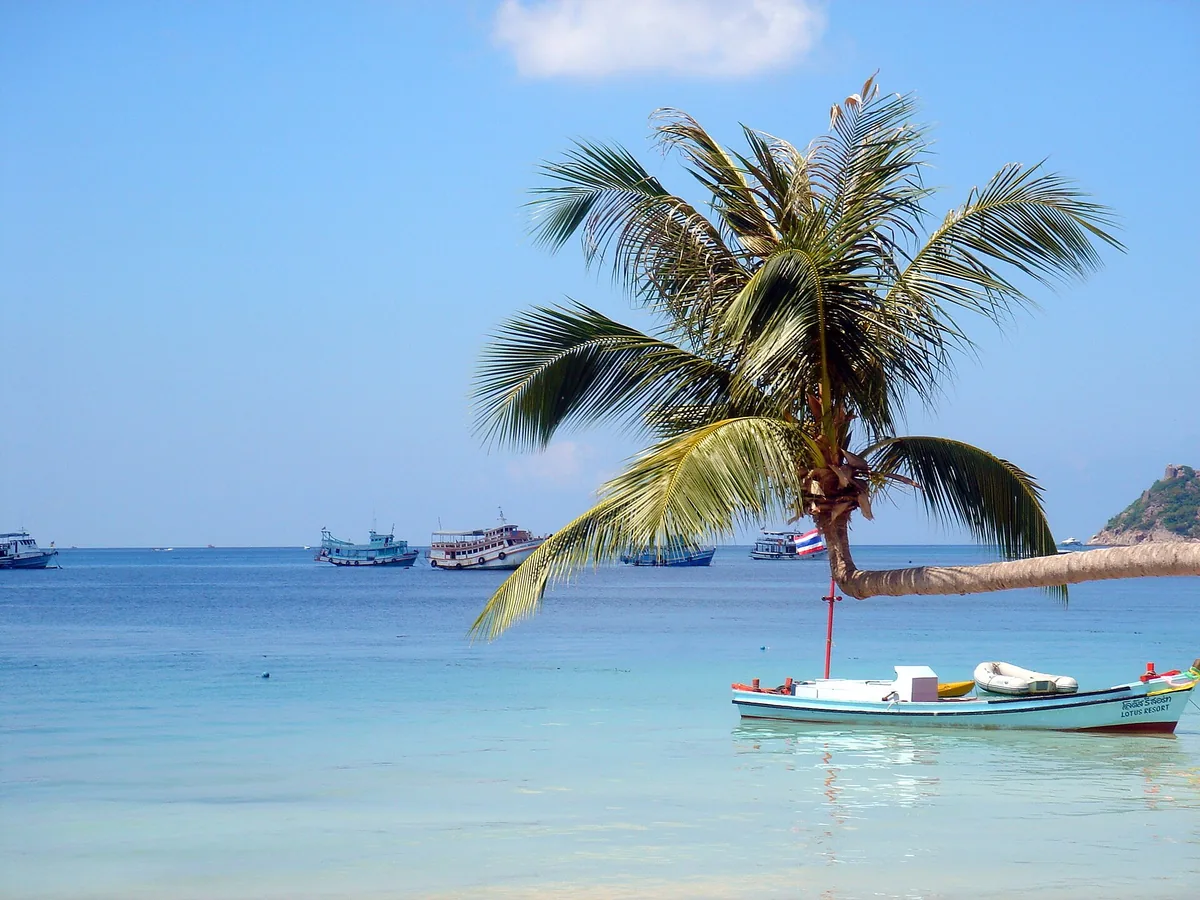 Palm leaning over shallow turquoise water with boats moored behind it