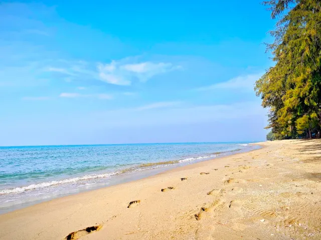 An empty strip of sand with footprints, pine trees at the edge and light blue sea