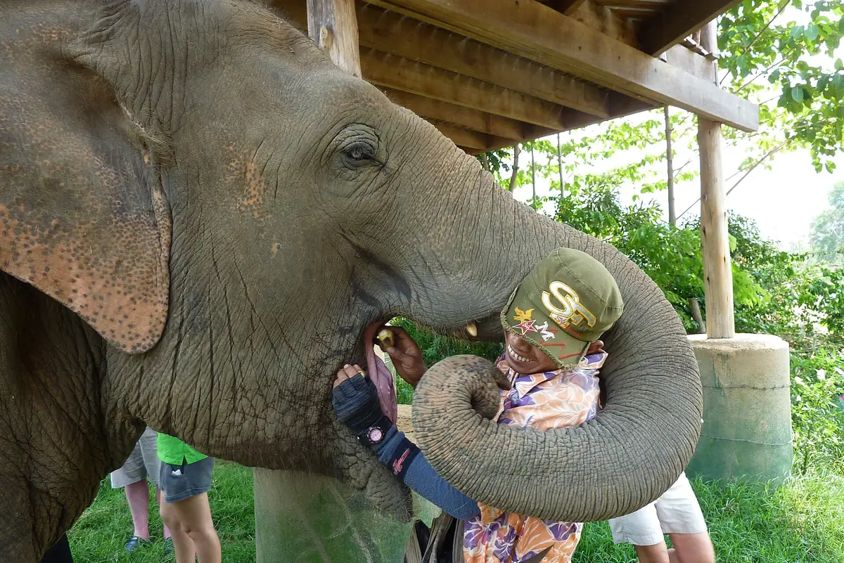 An Asian elephant in close view curling its trunk around a visitor, in a shaded yard with green plants