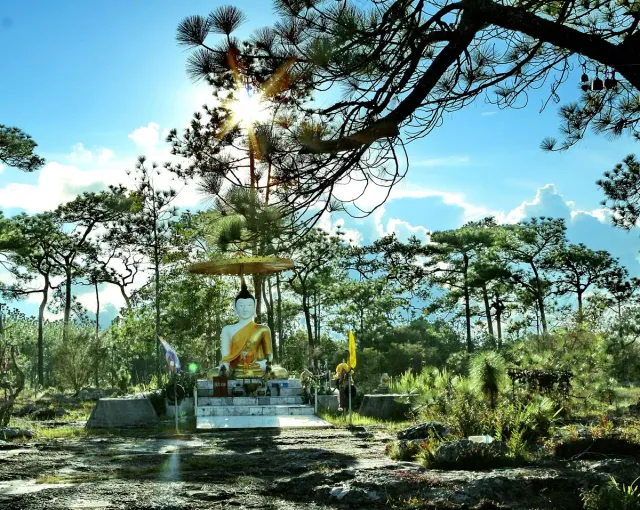A gilded Buddha figure under a parasol inside a pine forest with sunbeams through the branches