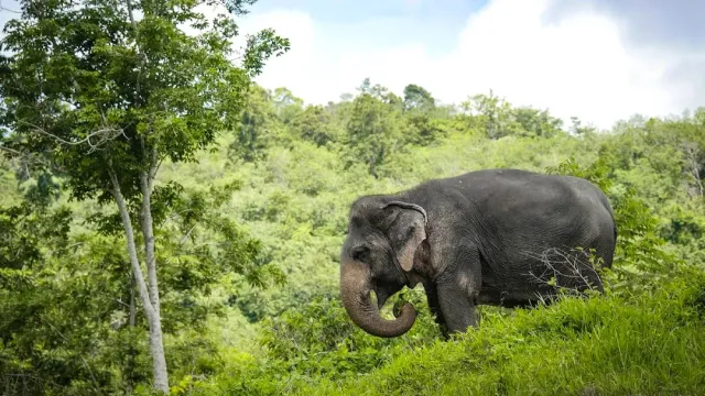 A single elephant standing on a green grassy slope facing dense forest