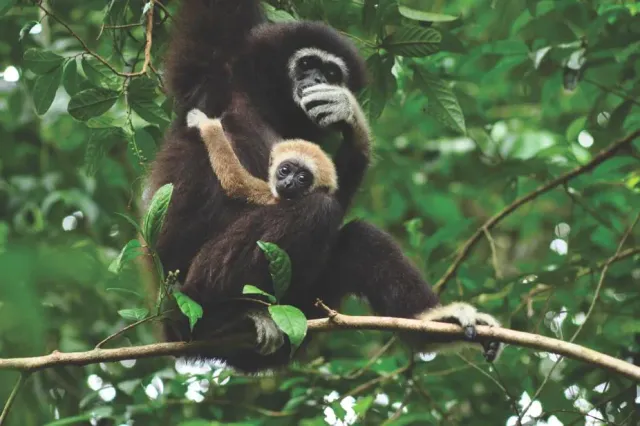 An adult gibbon holding a pale infant on a branch among green leaves