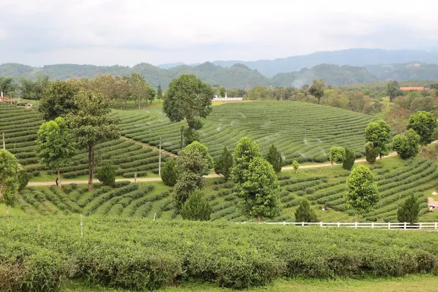 Neat rows of tea bushes over rolling hills reaching the mountain ridge on the horizon