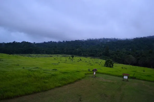 A wide grass meadow facing a misty forest line and two information boards at the edge