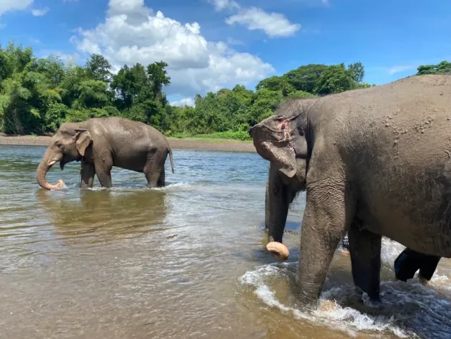Two elephants standing in a shallow river facing a green bank and cloudy sky