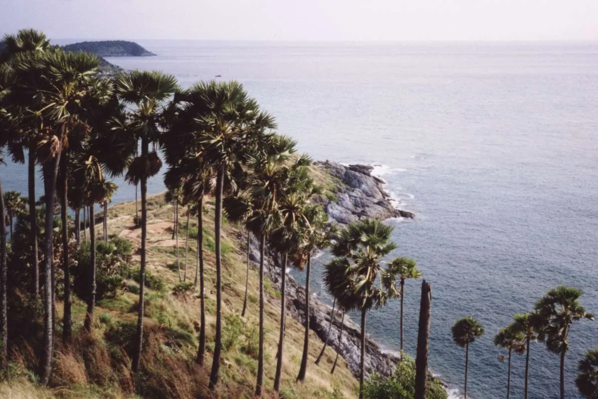 Palms on Promthep Cape above the sea