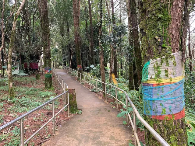 A concrete path with a railing among tall trunks and colorful cloth wrapped around a tree