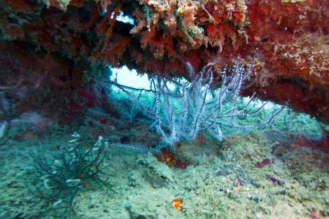 An underwater view beneath a reddish coral ledge with soft coral bushes
