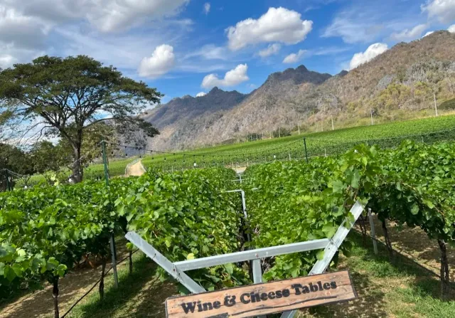 Rows of green vines facing a bare mountain ridge and a wooden sign in the foreground