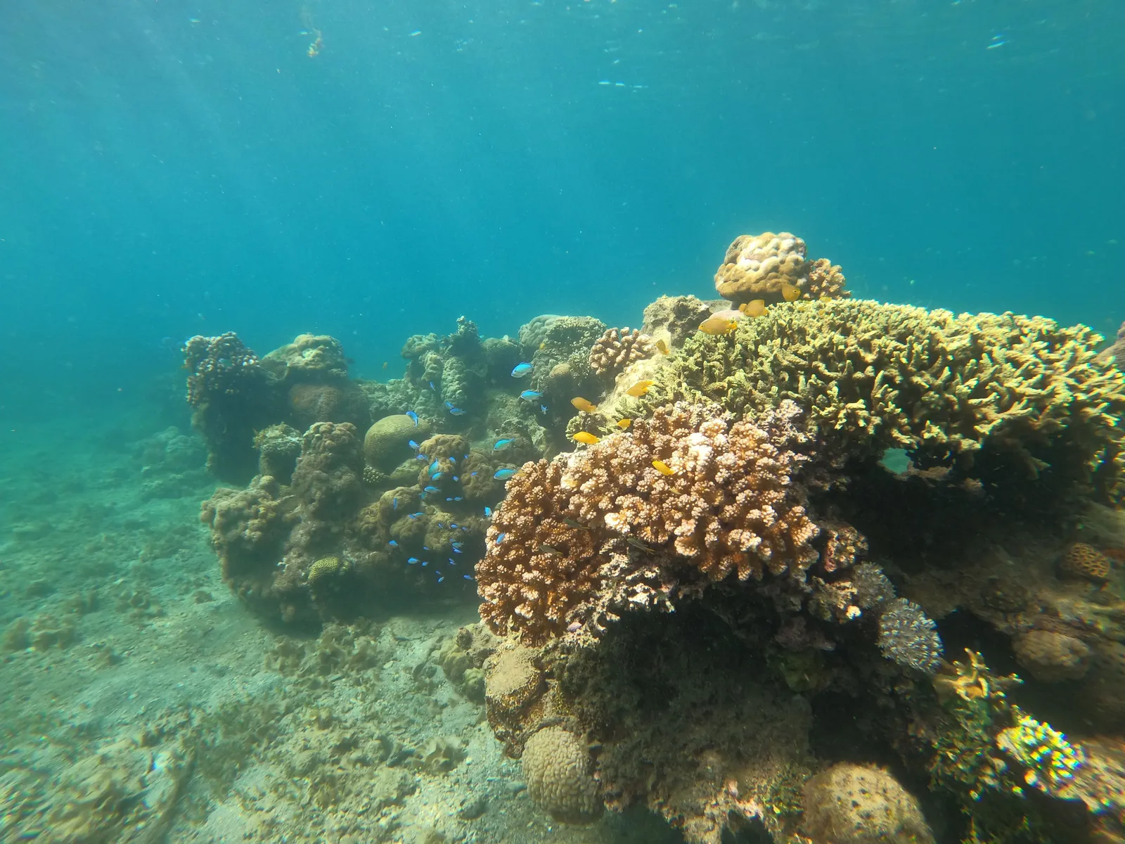 A shallow coral reef with tropical fish in clear sunlit water