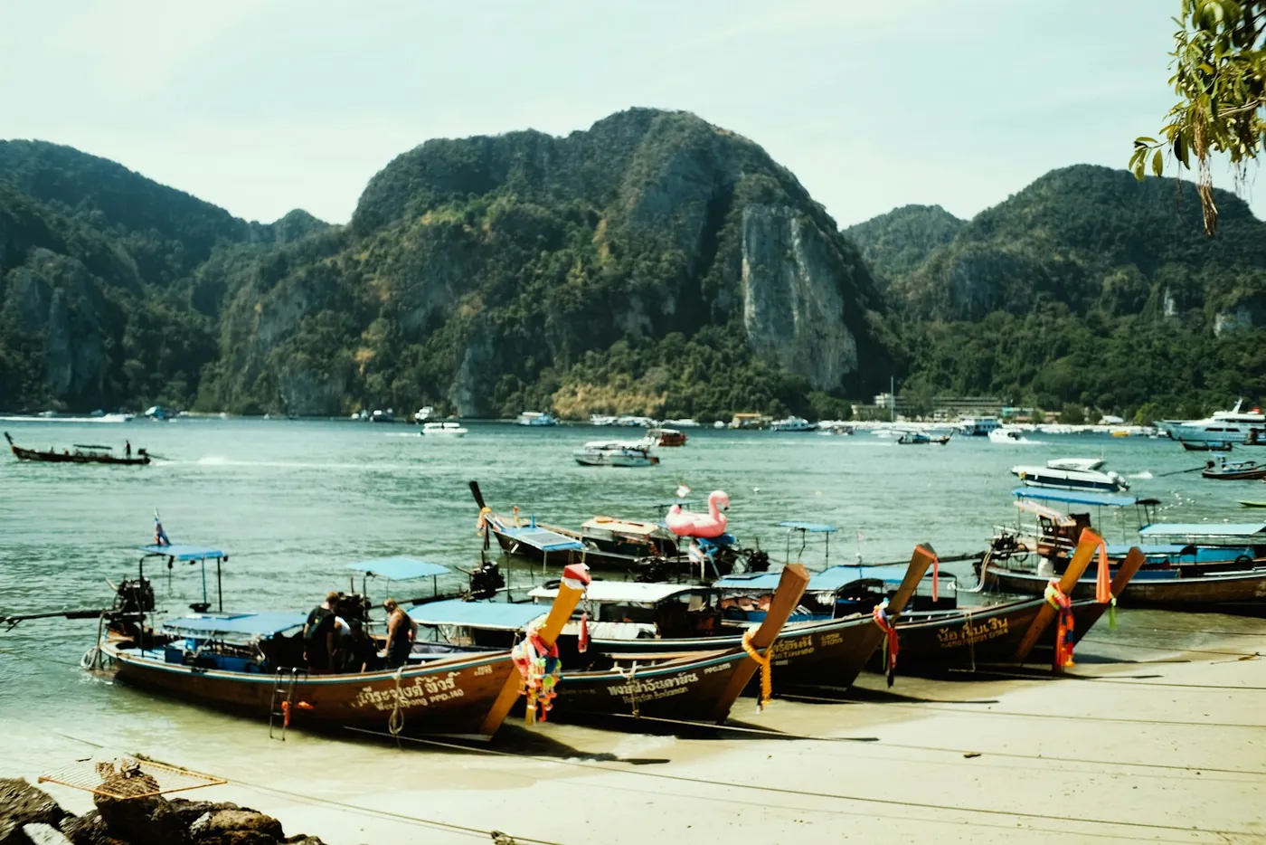 Traditional longtail boats anchored in a calm turquoise Thai bay, framed by a gnarled tree branch in warm golden light
