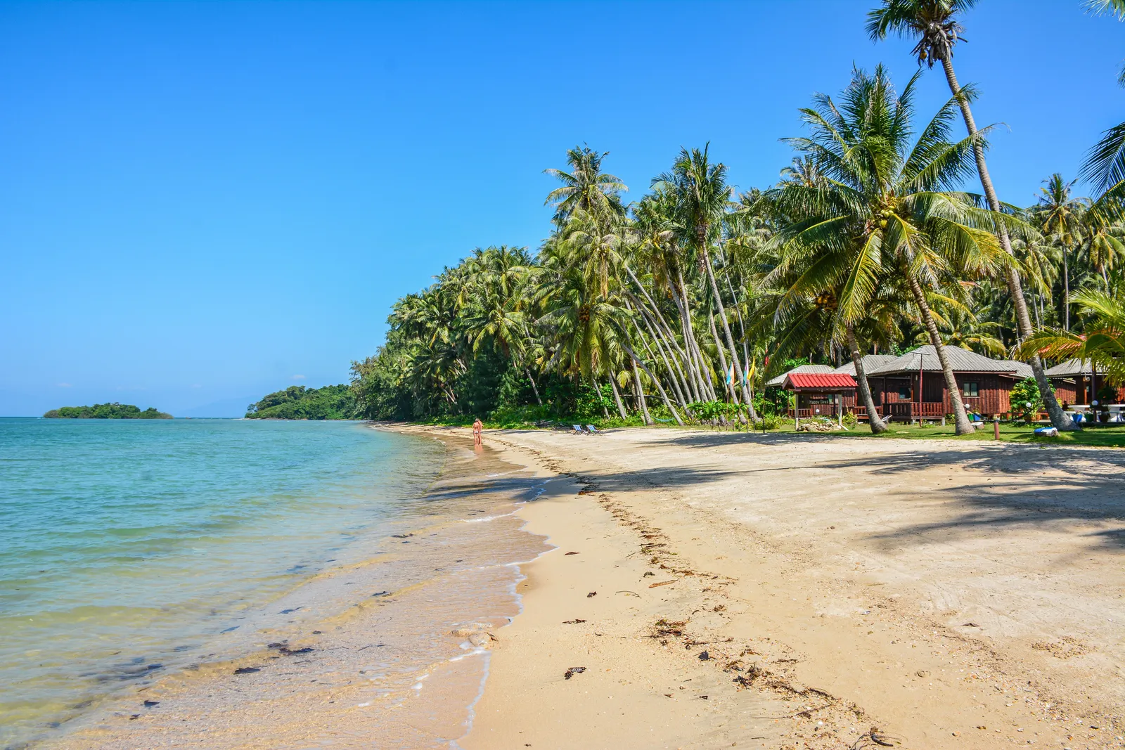 A quiet sandy beach lined with coconut palms on a Thai island in bright daylight