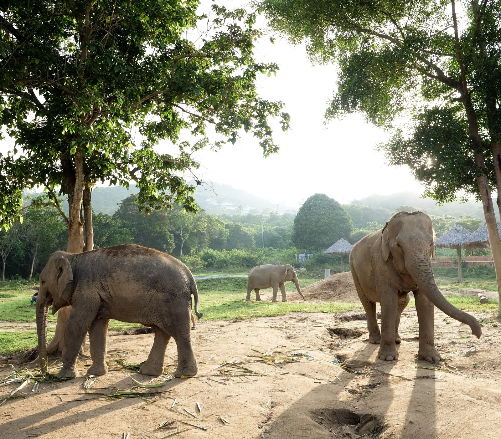 Elephants walking freely in a large open area at a sanctuary in northern Thailand